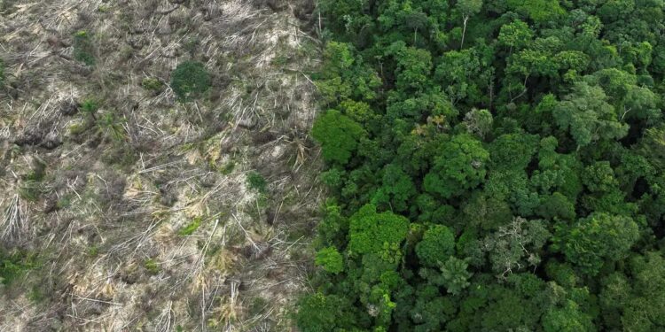 Amacro: Acre integra região da Amazônia que mais perdeu cobertura verde nos últimos 40 anos
