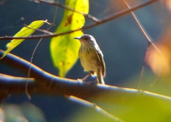 Projeto “Aves do Horto” revela biodiversidade e aproxima comunidade da natureza em Rio Branco