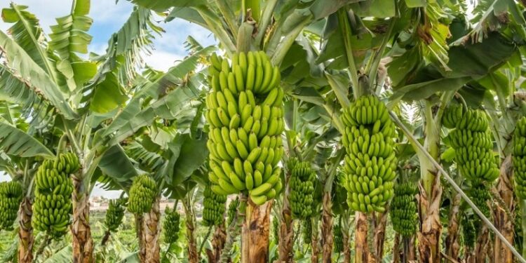 Banana, carro-chefe da produção agrícola no Acre, registra primeiro foco da praga moko em Rodrigues Alves