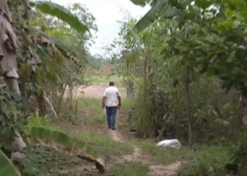 Moradores do Polo Wilson Pinheiro relatam aparições de onça parda e vivem rotina de medo