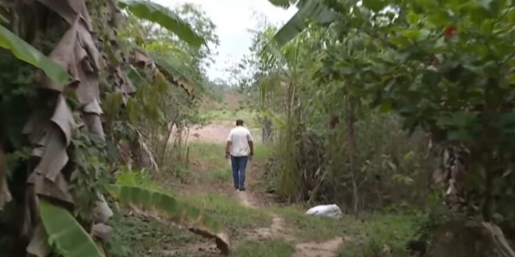 Moradores do Polo Wilson Pinheiro relatam aparições de onça parda e vivem rotina de medo