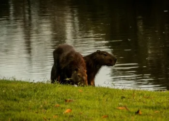 Animais são encontrados mortos no campus da Ufac e caso levanta suspeitas de contaminação