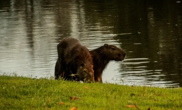 Animais são encontrados mortos no campus da Ufac e caso levanta suspeitas de contaminação