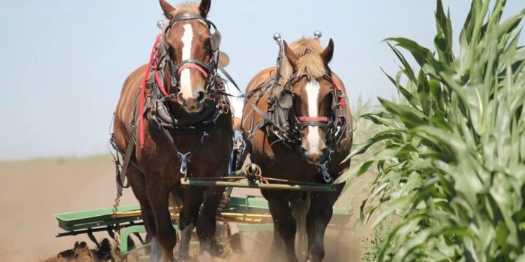 Câmara aprova projeto que criminaliza maus-tratos a animais usados para tração