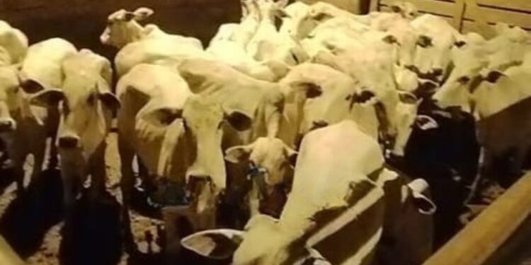 Polícia recupera 114 cabeças de gado roubadas e prende cinco suspeitos de assalto em fazenda na estrada de Porto Acre