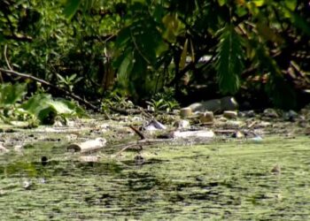 Falta de água tratada e saneamento básico atinge metade da população de Rio Branco