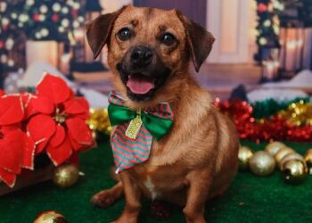 Festas de fim de ano exigem cuidados redobrados com os pets