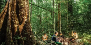 Posseiros denunciam derrubada ilegal de castanheiras, ameaças e uso de veneno em seringal no interior do Acre
